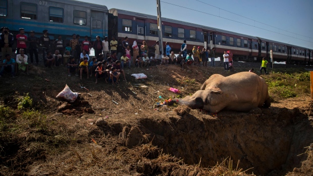 Kereta membunuh 2 gajah yang berjalan di jalur di timur laut India
