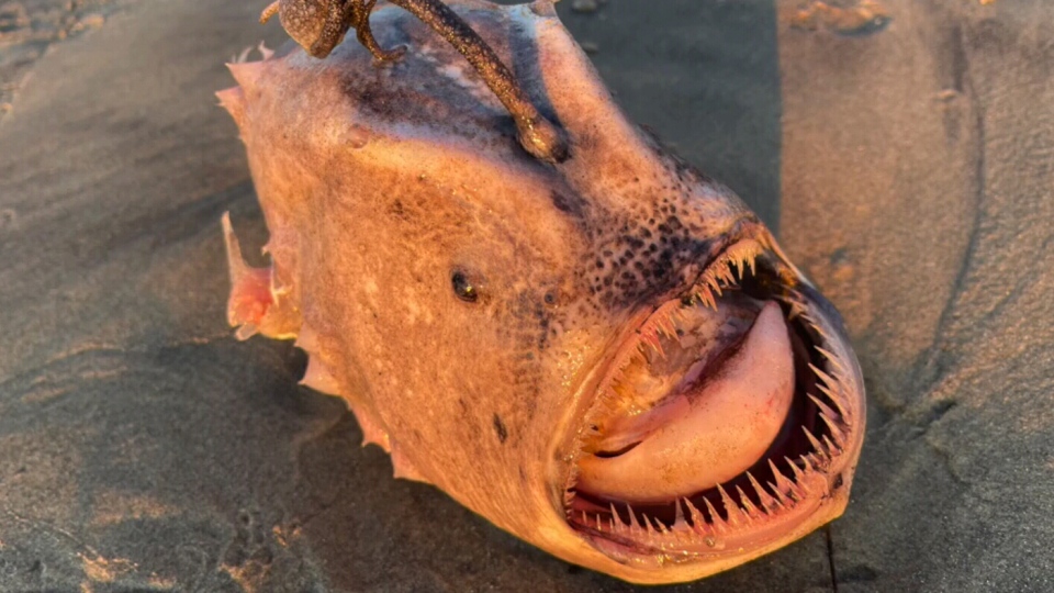 This 'nightmare' fish washed up on a U.S. beach
