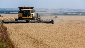 This week's report shows the winter cereal harvest is complete, the harvest for spring wheat, barley, and field peas is more than halfway done, and the harvest for oats and canola is behind schedule. (File photo)