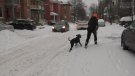 A person walks their dog following a blast of winter weather in Ottawa. Dec. 6, 2021. (Leah Larocque/CTV News Ottawa)a