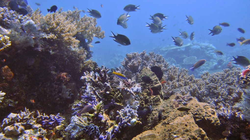 Indonesia coral reefs