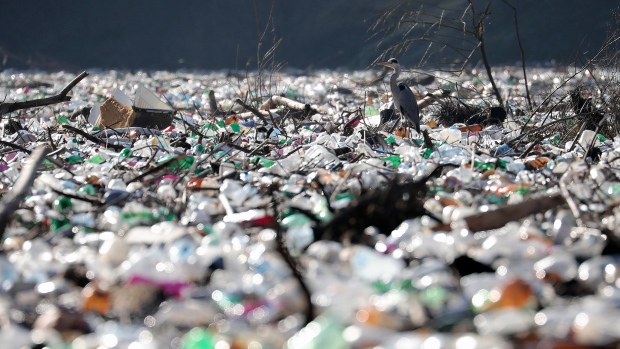 I piccoli insetti di tutto il mondo si evolvono per mangiare la plastica