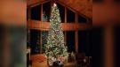 Picture This: Christmas trees