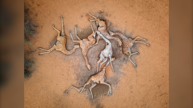 Shocking photo of dead giraffes illustrates Kenya's devastating drought