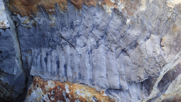 Fosil kaki seribu terbesar yang pernah ditemukan di Inggris