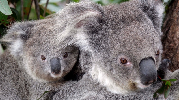 Dugaan ‘pembantaian koala’ memicu ratusan tuduhan kekejaman terhadap hewan