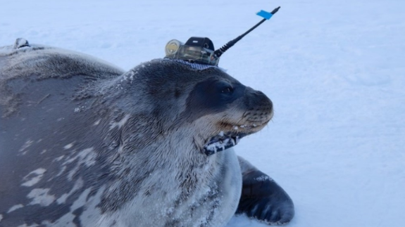 Perahu diganti dengan anjing laut yang memakai sensor dalam penelitian Antartika