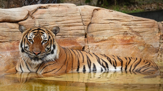 Harimau ditembak dan dibunuh setelah menyerang pria di kebun binatang Florida