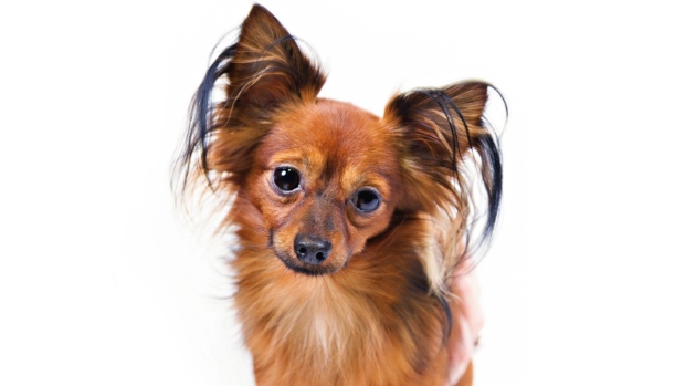‘Mudi’?  Coba mainan: American Kennel Club menambahkan 2 ras anjing