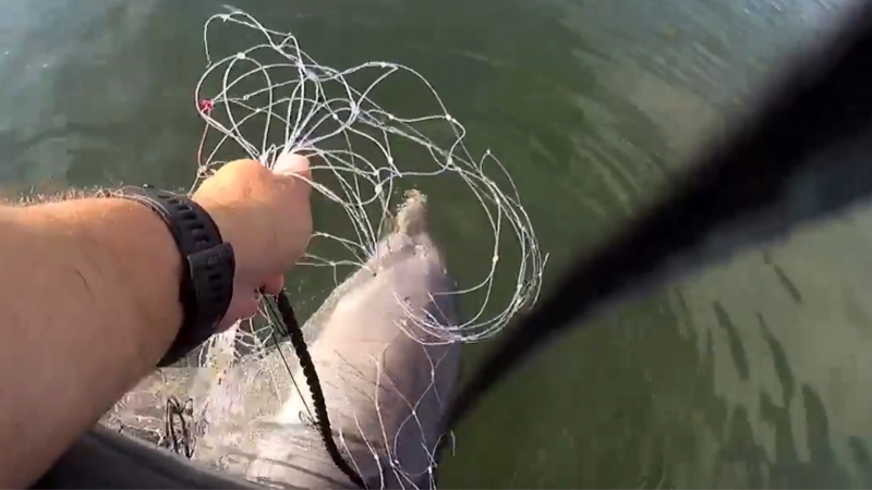 Still for newly released bodycam footage shows a Miami-Dade police officer rescuing a dolphin trapped in a fishing net on Dec. 20, 2021.