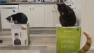 Sawatsky Sign-Off- Cats on a Box