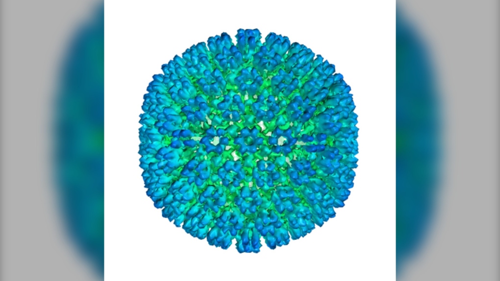 Illustration of the Epstein-Barr virus