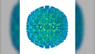 An illustration of the outer coating of the Epstein-Barr virus. (U.S. Department of Health and Human Services via AP)
