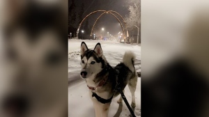 Mikah the husky enjoying a snowy walk in Russell. Photo by Jasmine LaFournaise.