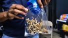 In this May 24, 2019, file photo a vendor bags psilocybin mushrooms at a pop-up cannabis market in Los Angeles. (AP Photo/Richard Vogel, File)
