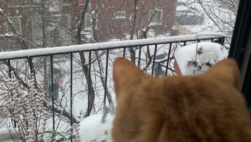 Cat watching the snow fall