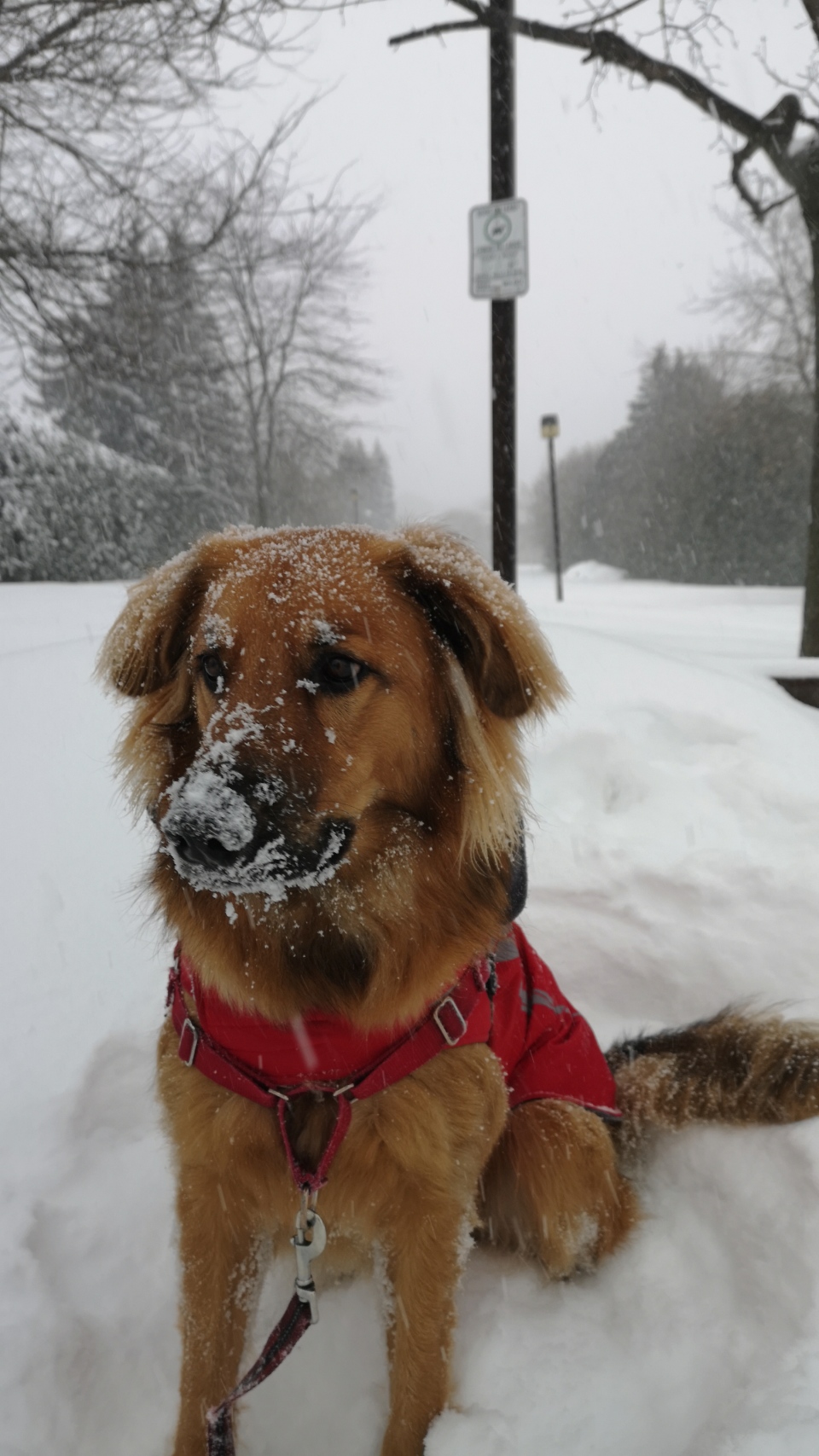 Ottawa snowstorm, dog
