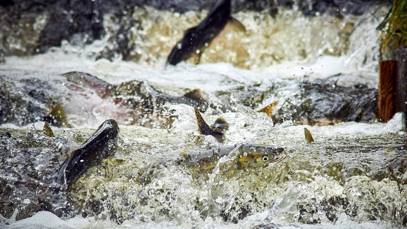Pink and chum salmon fill the Sheldon Jackson Hatchery fish ladder at the Sitka Sound Science Center in Sitka, Alaska, on Thursday, Sept. 2, 2021. (Reber Stein / The Daily Sitka Sentinel via AP) 