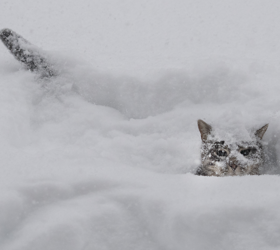 A cat plays in the snow