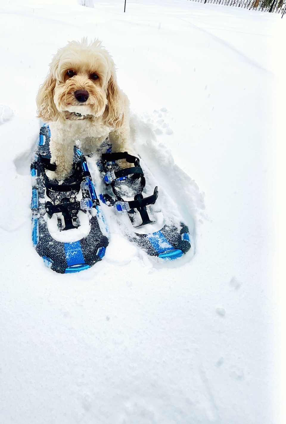 Dog wearing snowshoes