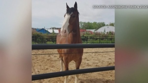 Assiniboine Zoo mourns death of Clydesdale horse