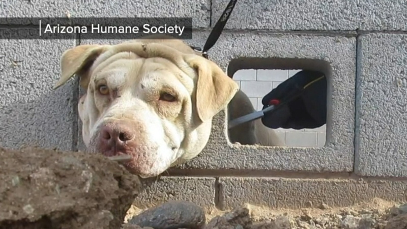 This still from a video shows a 2-year-old dog that was rescued by the Arizona Humane Society after it got its head stuck inside a wall.