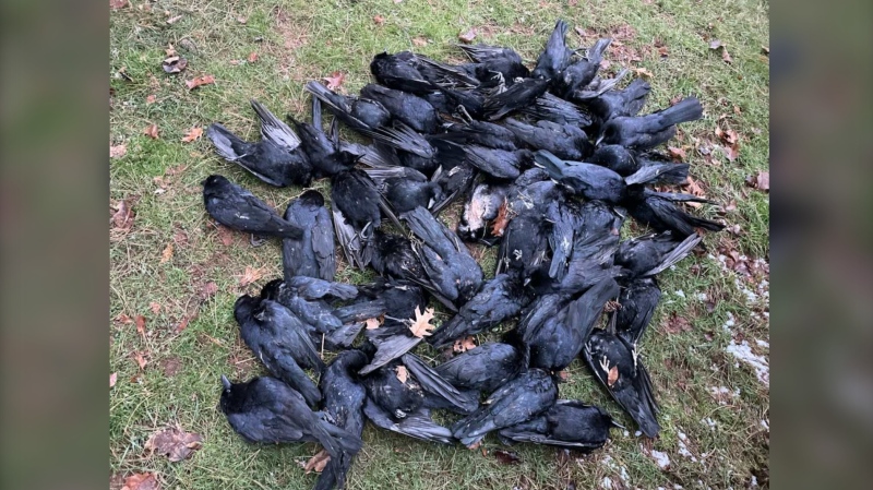 Dead crows are shown on Saturday, Jan. 1, 2022 in Victoria Park, which is near the waterfront in downtown Charlottetown. THE CANADIAN PRESS/HO-Katherine Laurence