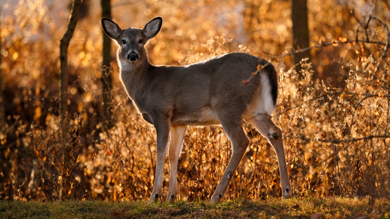 The Government of Ontario is asking hunters to submit deer samples as part of its chronic wasting disease  surveillance program to allow for early detection of the disease. (File)