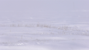 The amount of snow falling in Manitoba is being welcomed by farmers and ranchers (CTV News Photo Mike Arsenault)