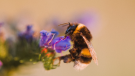 A bee is seen on a flower in this undated stock image (Pexels/Jonas Von Werne)