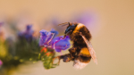 A bee is seen on a flower in this undated stock image (Pexels/Jonas Von Werne)