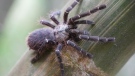 Taksinus bambus is the first tarantula known to only dwell in bamboo stalks. (Courtesy Narin Chomphuphuang via CNN)