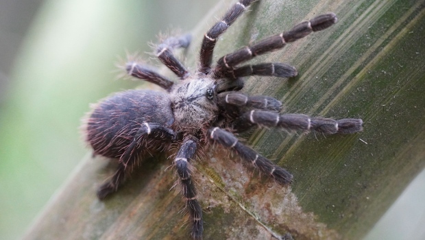 Spesies baru tarantula ditemukan oleh bintang YouTube Thailand