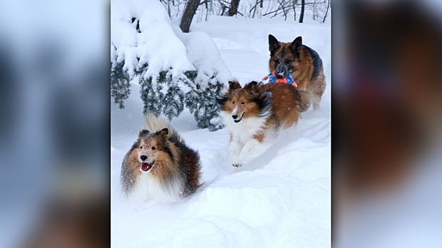 Pure joy for Marley, Finnie and Winston enjoying our beautiful Canadian winter snowfall. Photo by Angie Duseigne. 