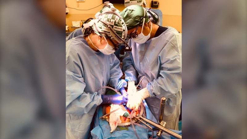 The surgical team prepares the abdomen of the recipient for xenotransplantation. (Jeff Myers/UAB)