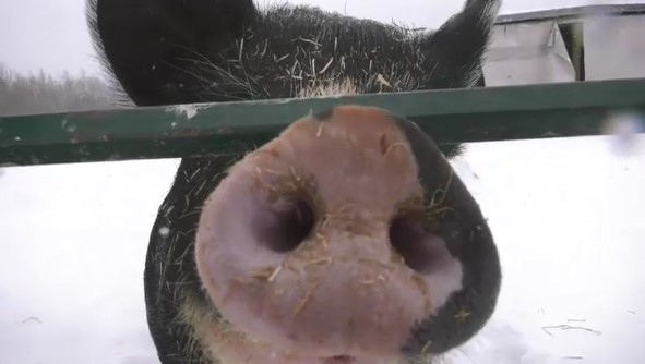 Pig at Timmins farm. Jan. 19/22 (Sergio Arangio/CTV Northern Ontario)