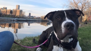After a harrowing life of being beaten almost to death by her previous owner, Eva -- formerly known as Angie -- was adopted by a loving Montreal couple.