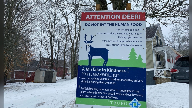 Truro Mayor Bill Mills says the increasing deer population has been an issue for more than a decade and the town has an obligation to act.
