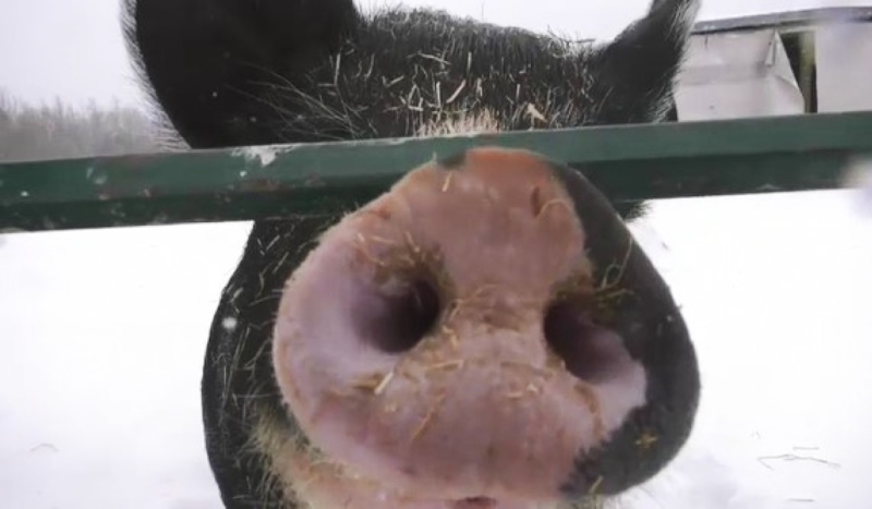 Northern veterinarians are stretched thin by a lack of resources in the region, which farmers in the region say has them waiting weeks to see veterinarians who specialize in large animals. (Photo from video)