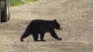 Staggering number of black bears killed