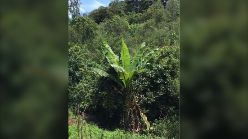 A new study suggests that a plant relative of the banana, found only in Ethiopia, has the potential to feed more than 100 million people. (Royal Botanic Gardens, KEW/Environmental Research Letters)