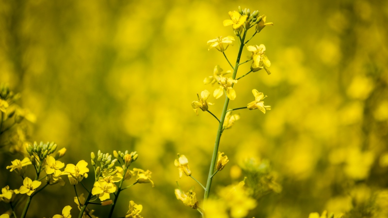 A canola field is pictured near Cremona, Alta., Monday, July 12, 2021. (THE CANADIAN PRESS / Jeff McIntosh)