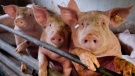 Pigs are seen in a shed of a pig farm with 800 pigs in Harheim near Frankfurt, Germany, in this file photo taken Friday, June 19, 2020. (AP Photo/Michael Probst)