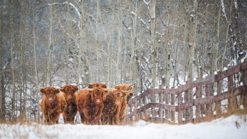 Highland cattle graze as snow falls near Cremona, Alta. in this Oct. 18, 2020 file photo. (THE CANADIAN PRESS/Jeff McIntosh)