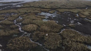 A drone shot shows Millie the dog stranded on the mudflats. (Denmead Drone Search and Rescue / CNN)