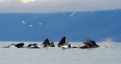 A group of humpback whales in Alaska, near Sitka. (UBC handout photo/Ari Friedlaender)