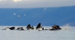 A group of humpback whales in Alaska, near Sitka. (UBC handout photo/Ari Friedlaender)