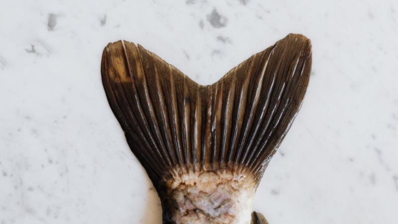 A fish tail is seen in this undated stock image (Pexels/Karolina Grabowska)