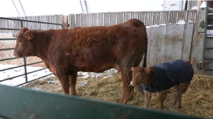 With news of a number of factors affecting the availability and price of beef, Danny Farrell, a beef farmer in Timmins is suggesting you get to know your local farmers. Jan.22/22  (Lydia Chubak/CTV News Northern Ontario)