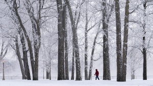 A man walks among trees covered in frost along the Ottawa river, Monday, Jan. 24, 2022 in Ottawa. Temperatures were expected remain cold with the overnight low around -26C. (Adrian Wyld/THE CANADIAN PRESS) 